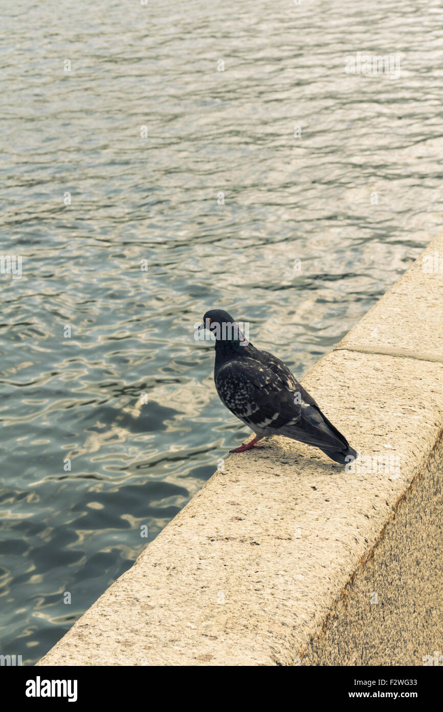 Taube auf dem Geländer der Moskauer Flußdamm Frunse. Blick von der Akademie der Wissenschaften und der Garten Niskuchny Teiltonung Stockfoto