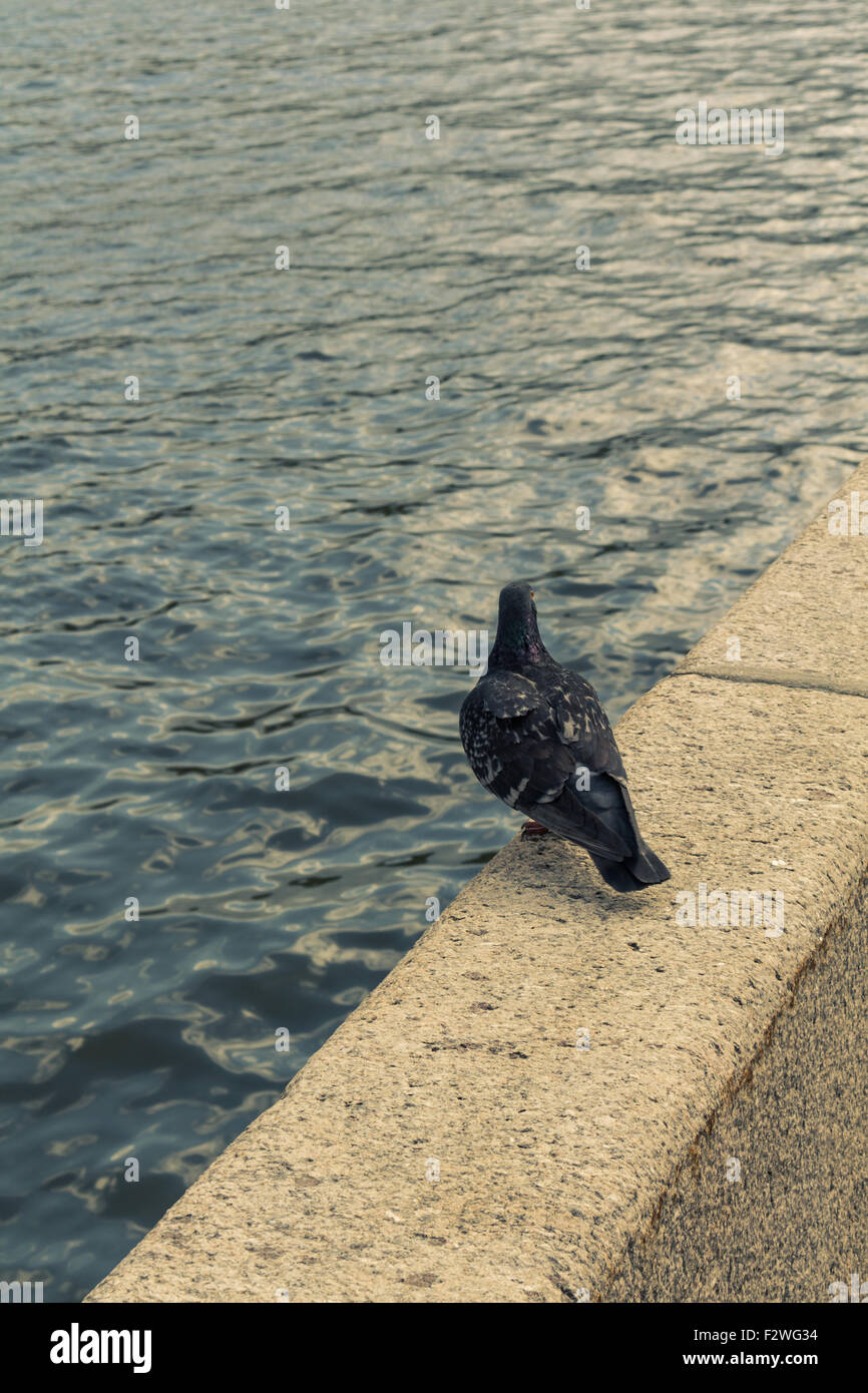 Taube auf dem Geländer der Moskauer Flußdamm Frunse. Blick von der Akademie der Wissenschaften und der Garten Niskuchny Teiltonung Stockfoto