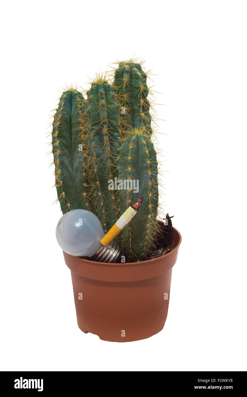 Das Rauchen einer Zigarette in einem Topf mit einem Kaktus Lampe Stockfoto