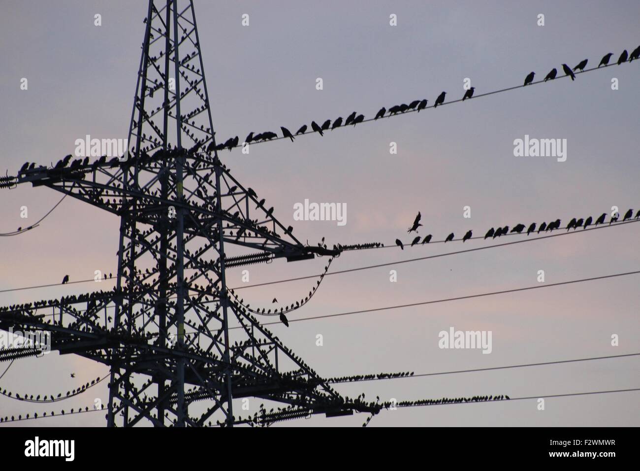 Hunderte von Vögel auf einen elektrischen Strom Hochspannung, Shorty vor Sonnenuntergang. Man ist von Hitchcocks Film "Die Vögel" erinnert. Stockfoto