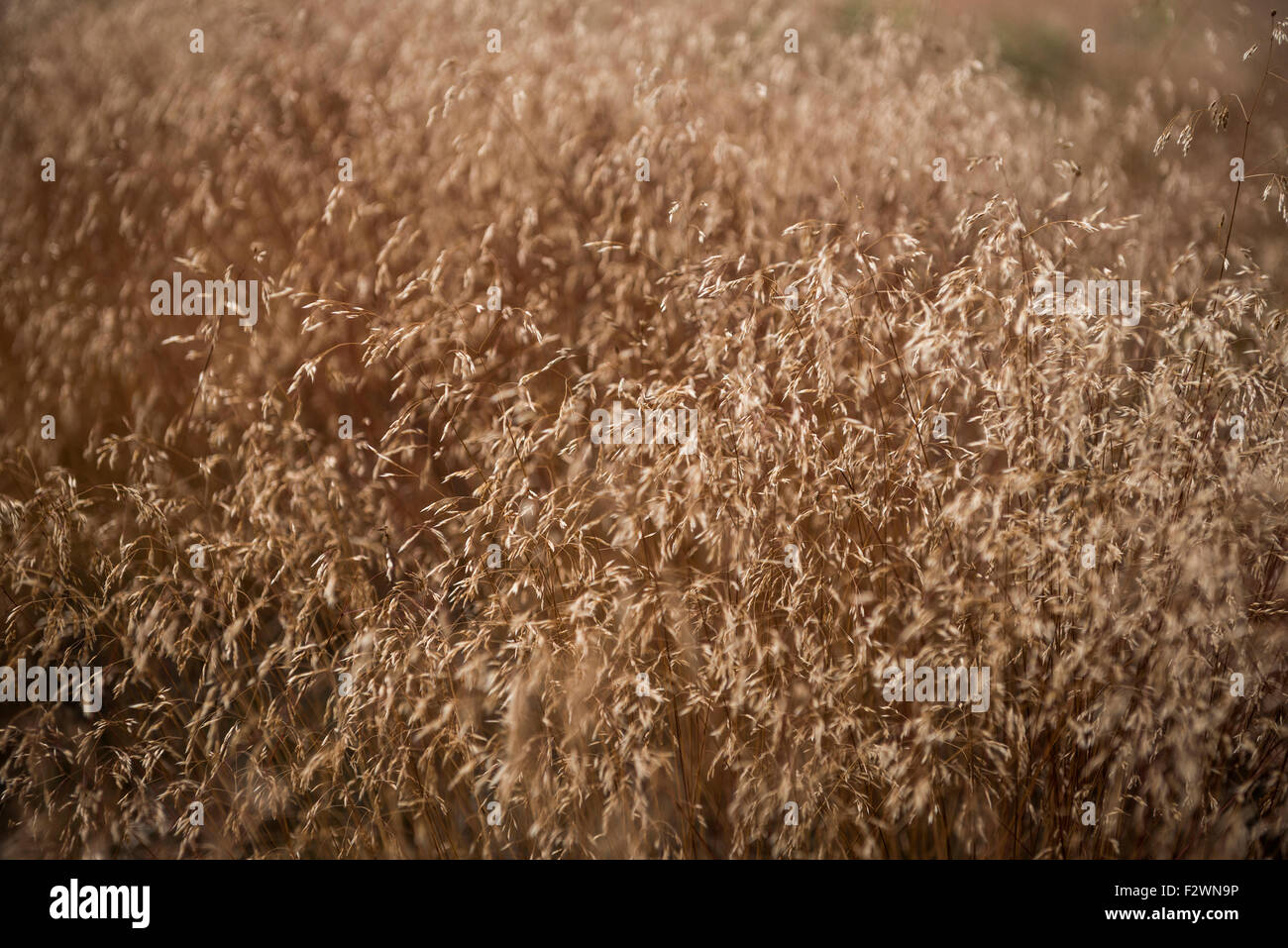 Wilde Gräser in Samen auf englische Heide. Stockfoto