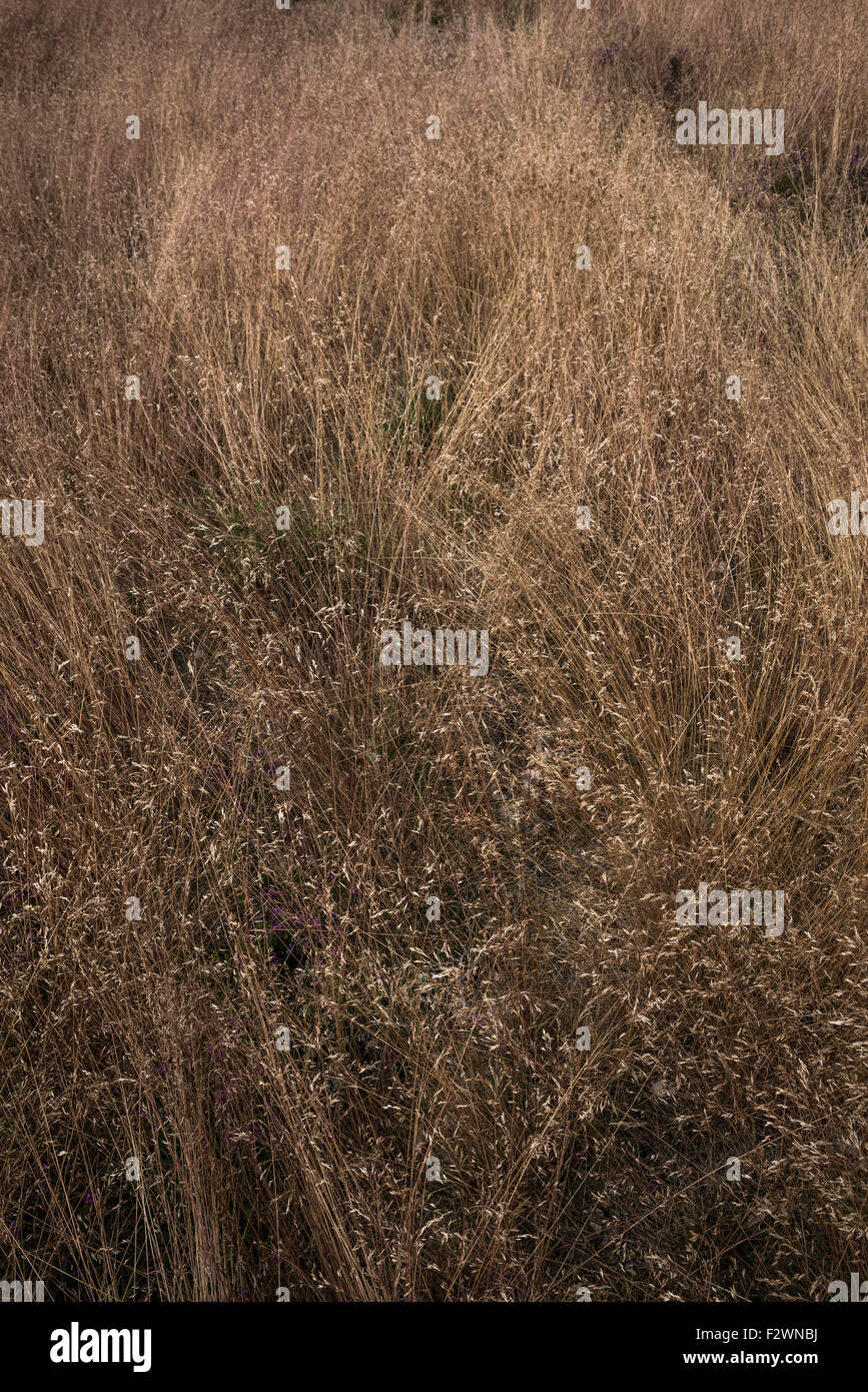 Wilde Gräser in Samen auf englische Heide. Stockfoto