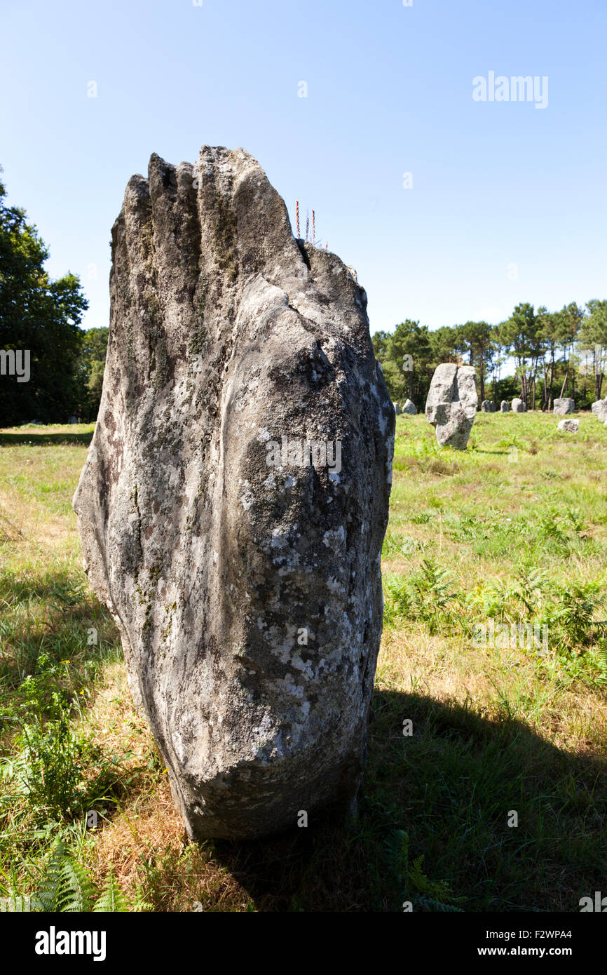 Einige der mehr als 3000 Menhire aus dem Neolithikum in Carnac, Bretagne, Frankreich Stockfoto