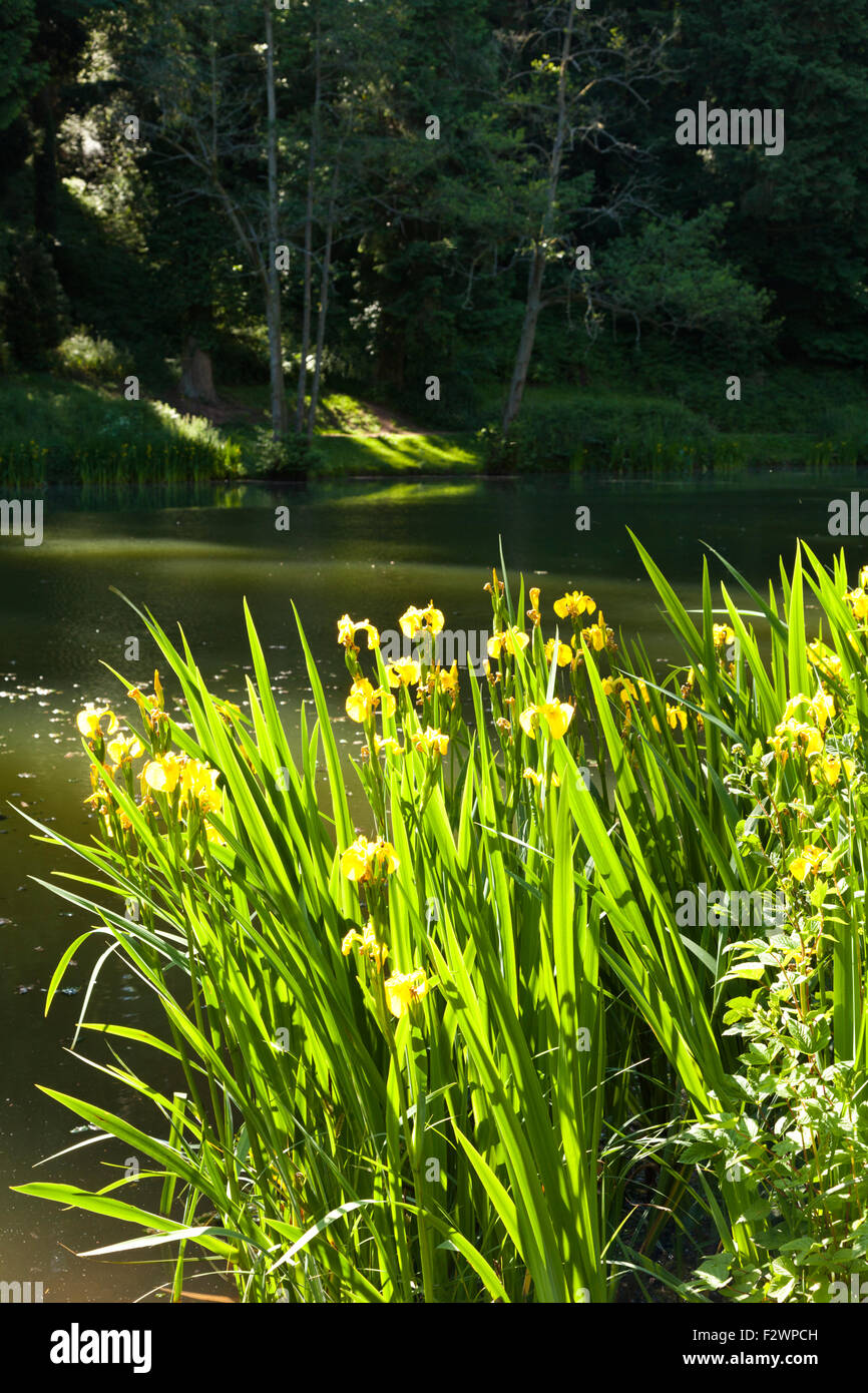 Gelbe Flagge Iris wachsen neben Soudley Teiche im Wald des Dekans, Gloucestershire UK Stockfoto