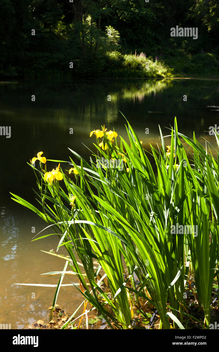 Gelbe Flagge Iris wachsen neben Soudley Teiche im Wald des Dekans, Gloucestershire UK Stockfoto