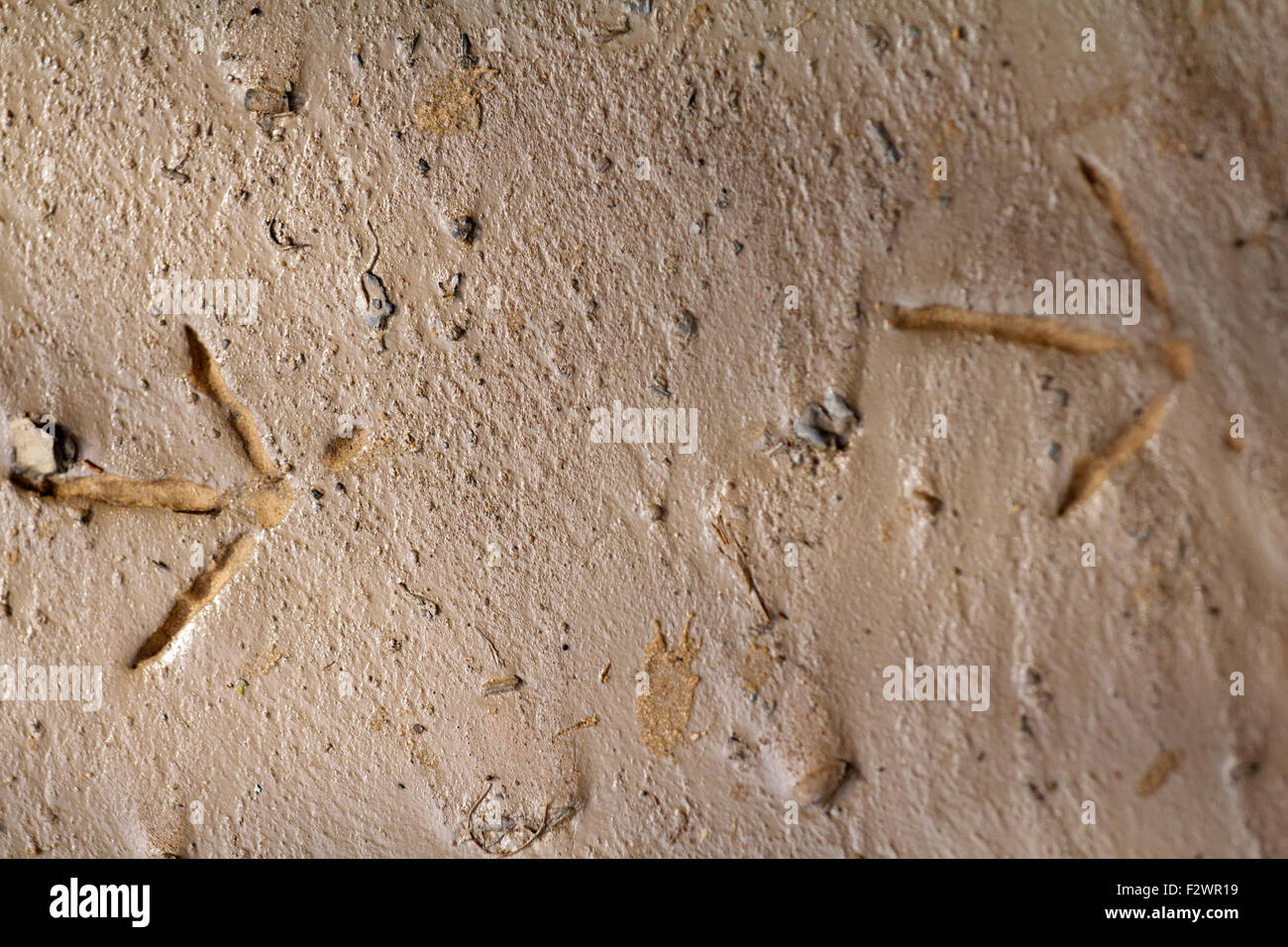 Spur eines Vogels auf sand Stockfoto
