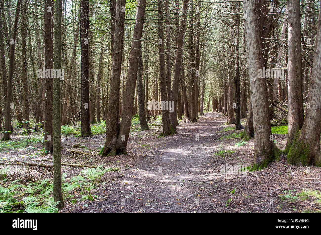 in der schönen Punkt Au Roche State Park in Upstate New York Trail Stockfoto