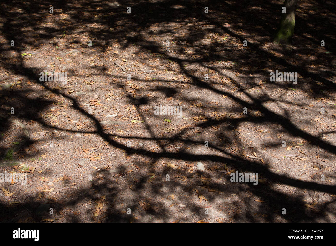 Schatten auf dem Boden in den Punkt Au Roche State Park in Upstate New York Stockfoto