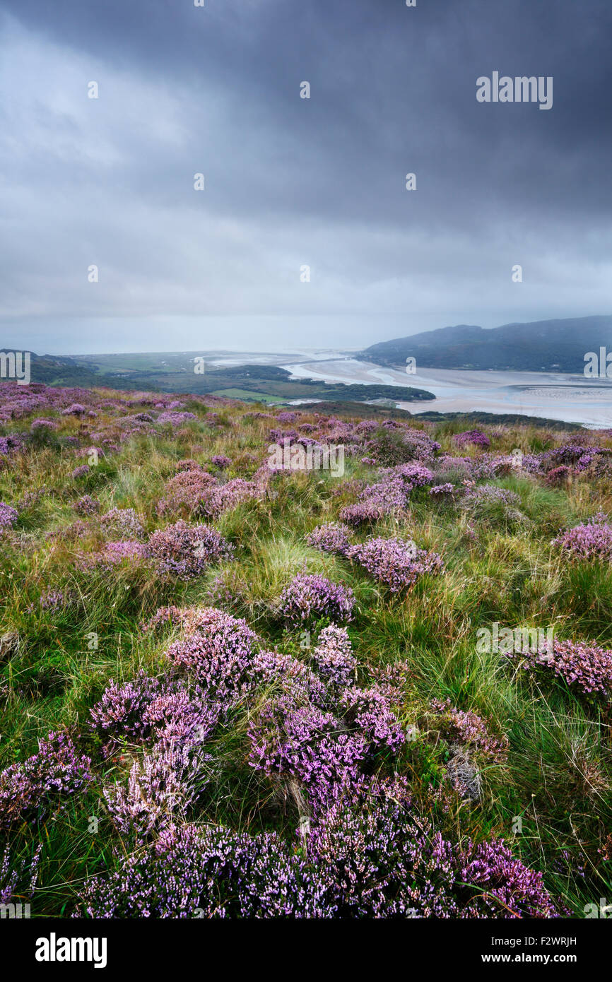 Heather an den Hängen des reduzierten y Cefn Hir, mit Blick auf die Mündung des Mawddach. Snowdonia-Nationalpark. Gwynedd. Wales. VEREINIGTES KÖNIGREICH. Stockfoto