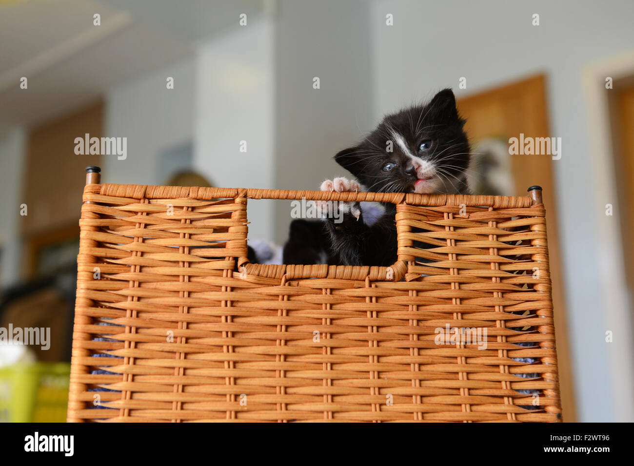 Neugierige süße Kätzchen peering aus Korb Kätzchen verspielt Katze uk Stockfoto