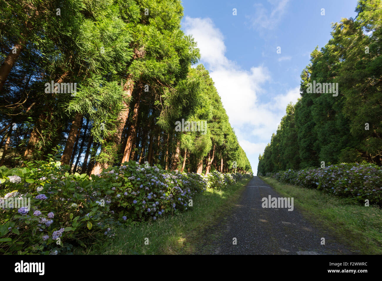 Kleine Straße mit viel Hydrangea Macrophylla, typische Blumen auf der Insel Flores, Azoren Stockfoto