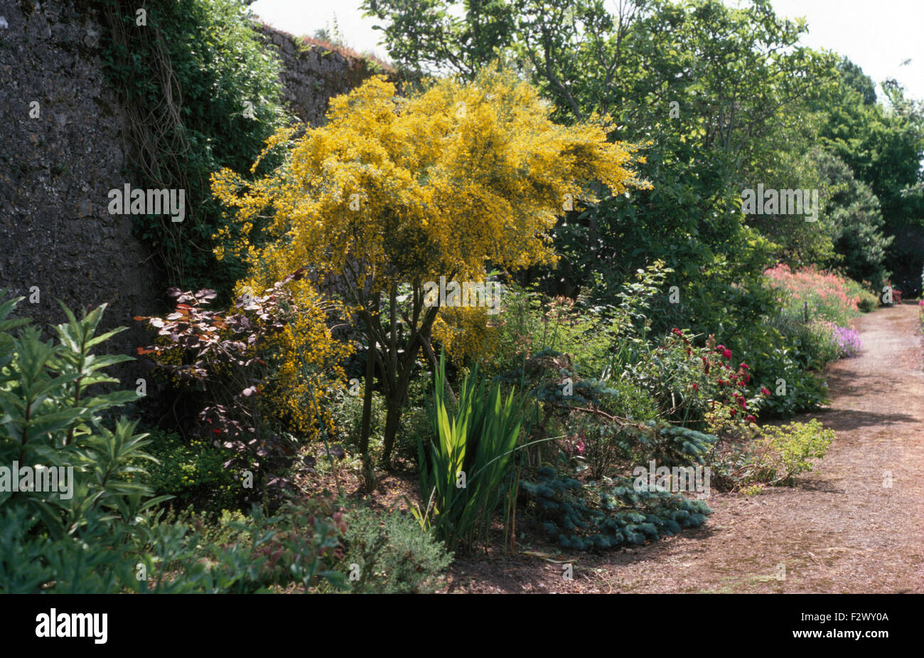 Gelb blühende Akazien wachsen in Grenze in großen ummauerten Garten Stockfoto