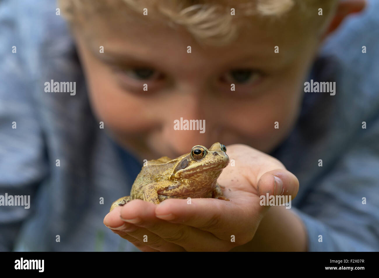 Nahaufnahme eines jungen ein Grasfrosch (Rana Temporaria) in seiner Hand hält Stockfoto