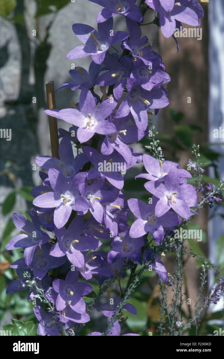 Nahaufnahme von einer lila clematis Stockfoto