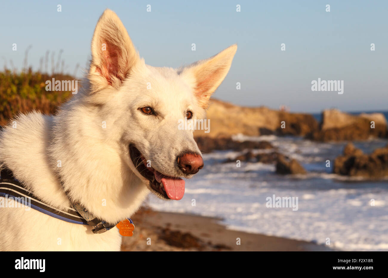 Weiße Schäferhund Leo Carillo State Beach Stockfoto