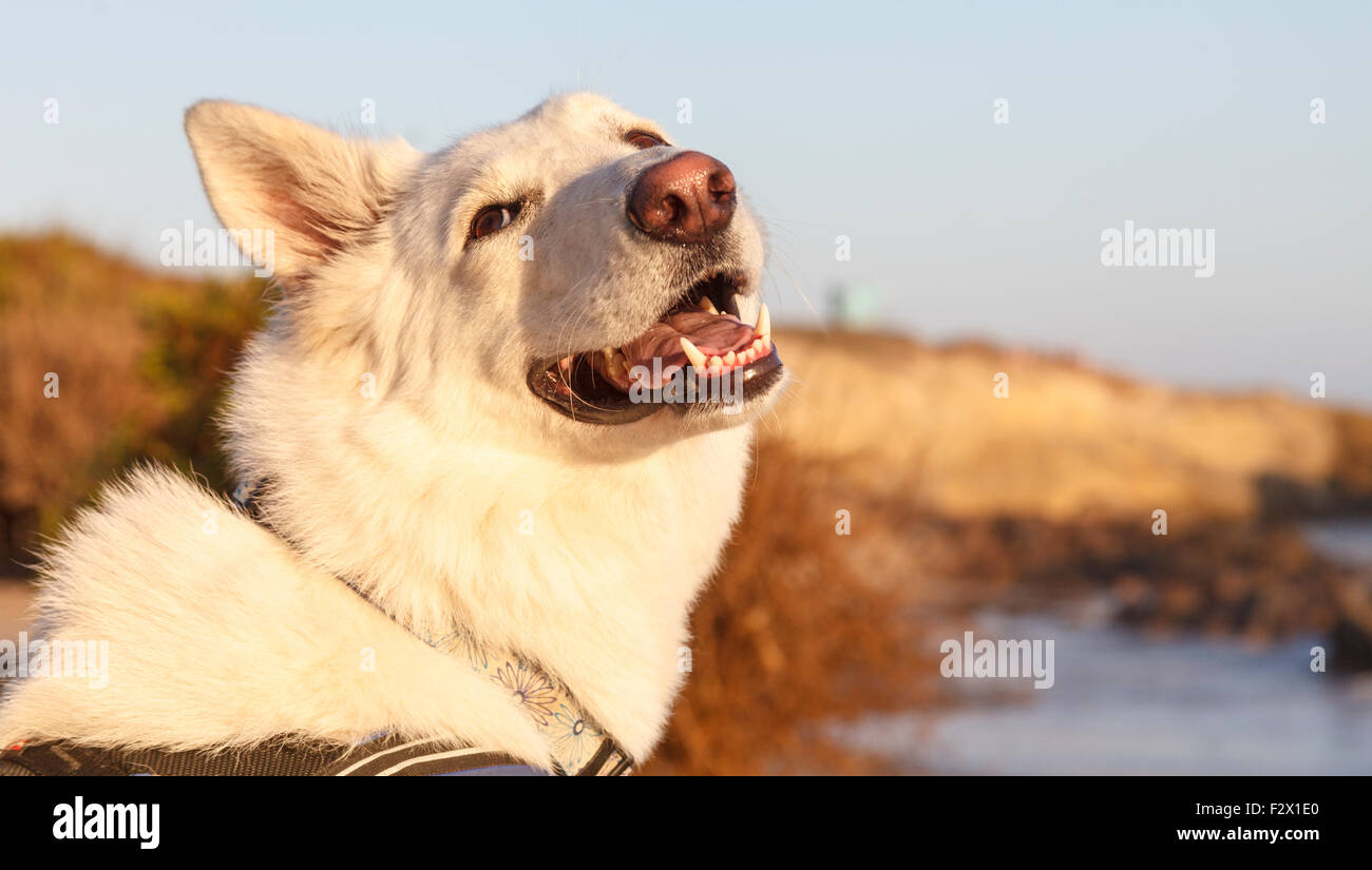 Hund gerne Leo Carillo State Beach Stockfoto