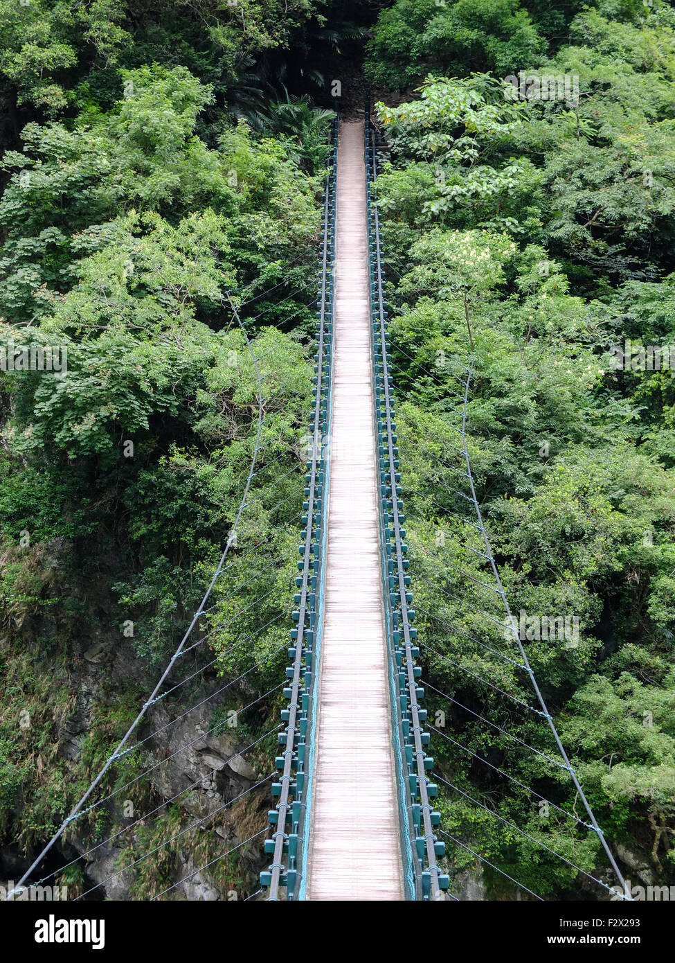Hängebrücke in den dichten grünen Dschungel führt. Stockfoto
