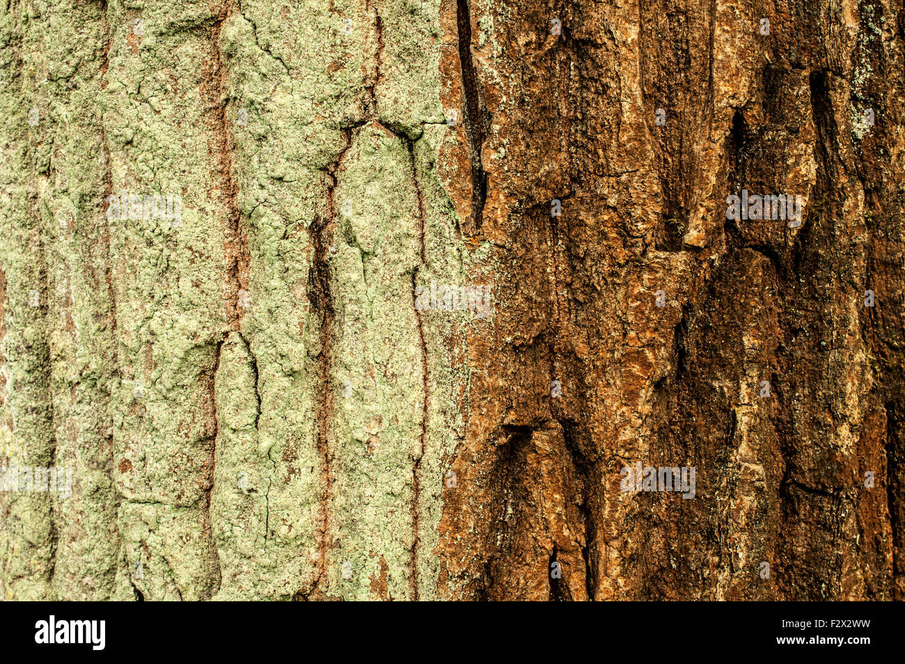 Zweifarbige Baumrinde - grünen Flechten auf der linken Seite Stockfoto