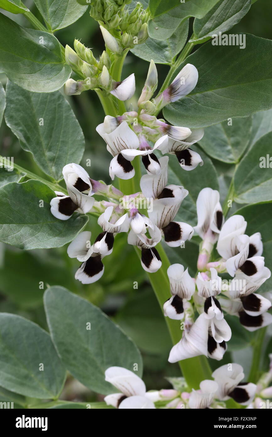 Vicia Faba Bohne Pflanze mit Blüten Stockfoto