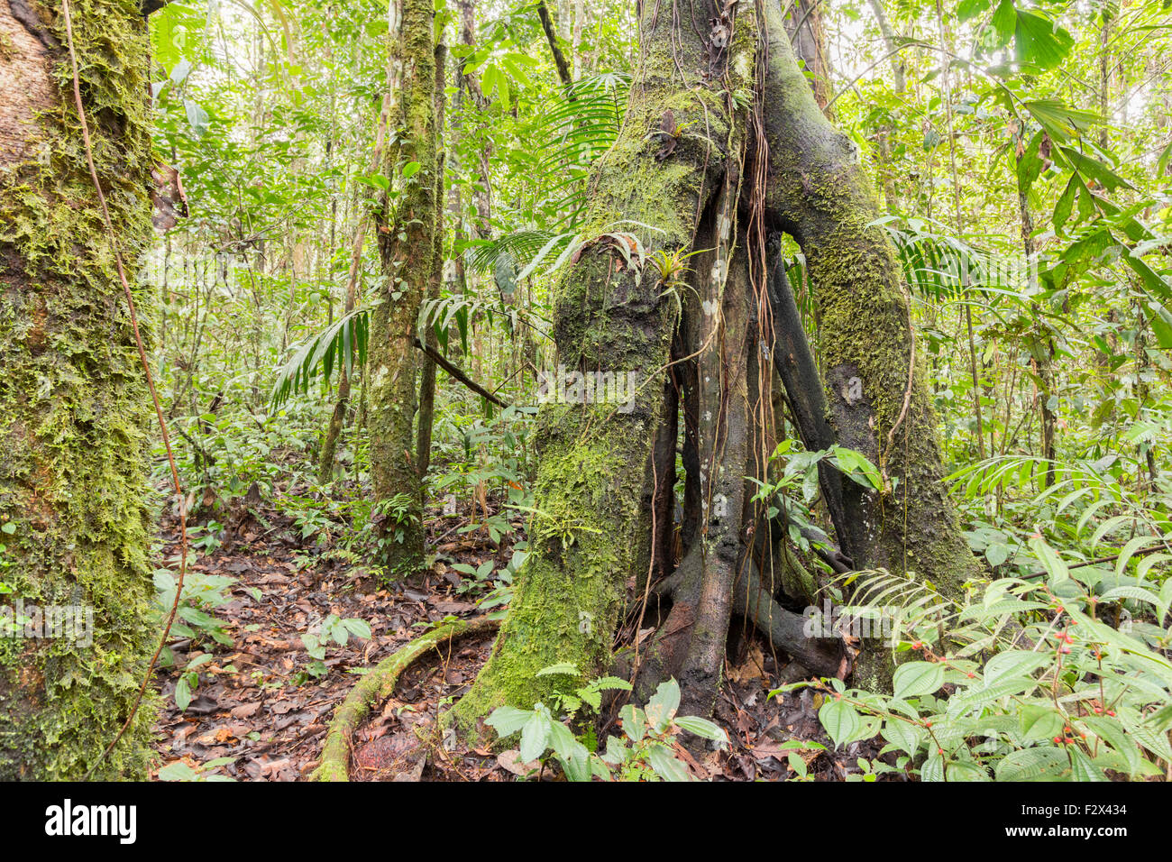 Baum mit Stelzen Wurzeln im ecuadorianischen Amazonasgebiet. HDR-Bild Stockfoto