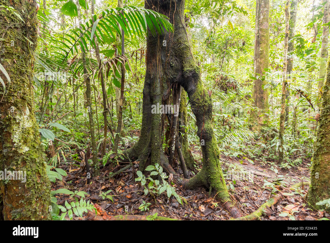 Baum mit Stelzen Wurzeln im ecuadorianischen Amazonasgebiet. HDR-Bild Stockfoto