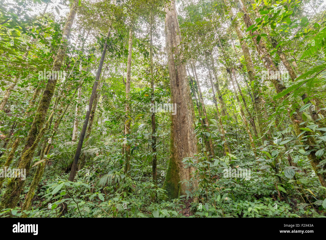 Innen- oder tropischen Regenwald im ecuadorianischen Amazonasgebiet mit einem großen Strebepfeiler Stamm Baum. HDR-Bild. Stockfoto