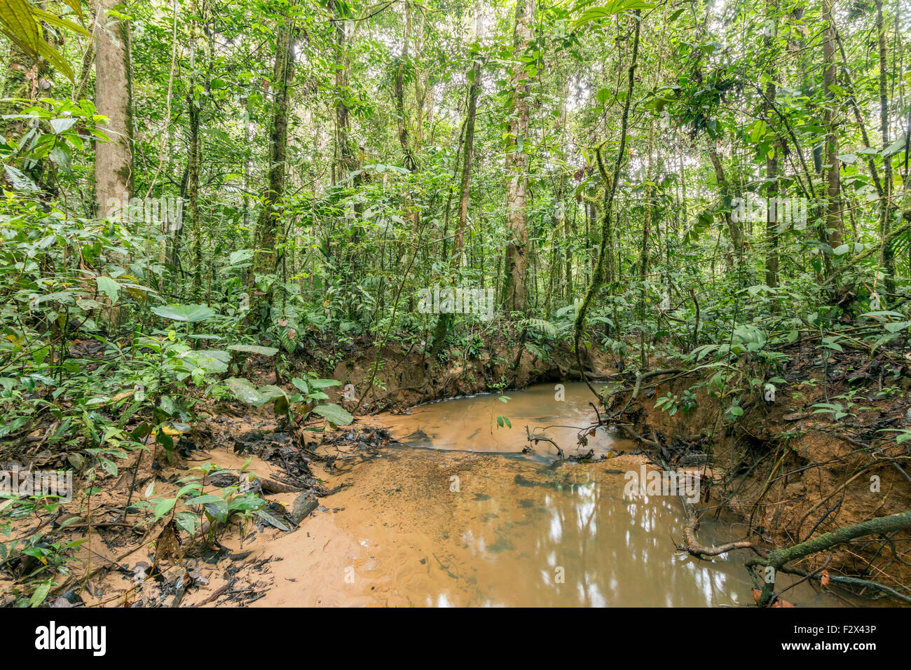 Bach schlängelt sich durch tropischen Tieflandregenwald im ecuadorianischen Amazonasgebiet. HDR-Bild. Stockfoto