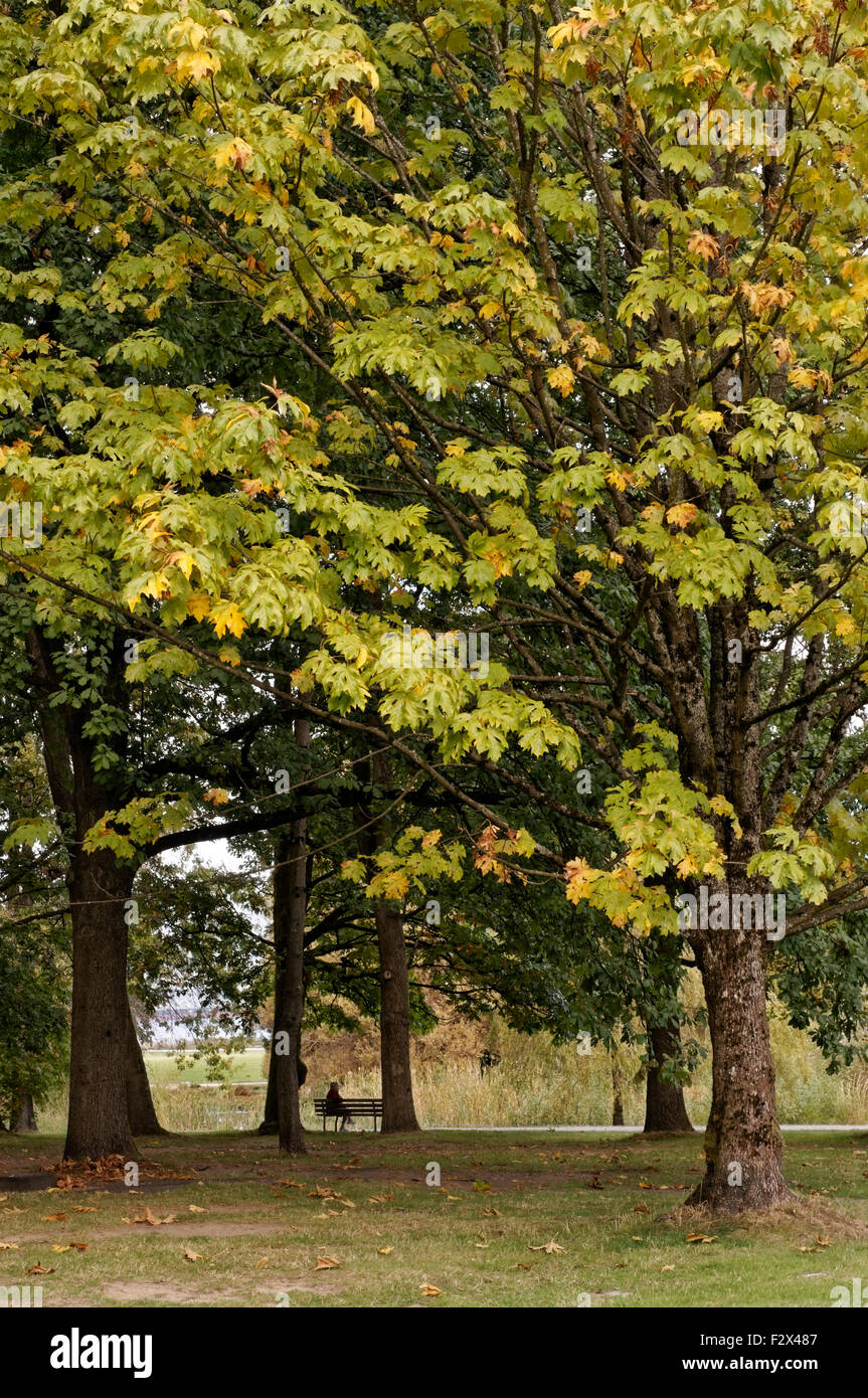 Ältere Frau sitzen auf einer Parkbank in einem Wäldchen von Laubbäumen, Jericho Park, Vancouver, BC, Kanada Stockfoto