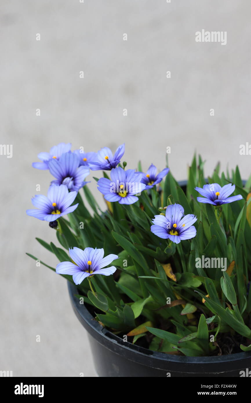 Sisyrinchium Bellum oder auch bekannt als Blue – Eyed Grass in einen Topf gepflanzt Stockfoto