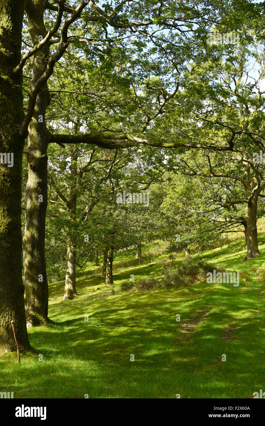 Eine gefleckte Sonnenbahn durch den englischen Wald an einem schönen Sommertag Englisch. Stockfoto
