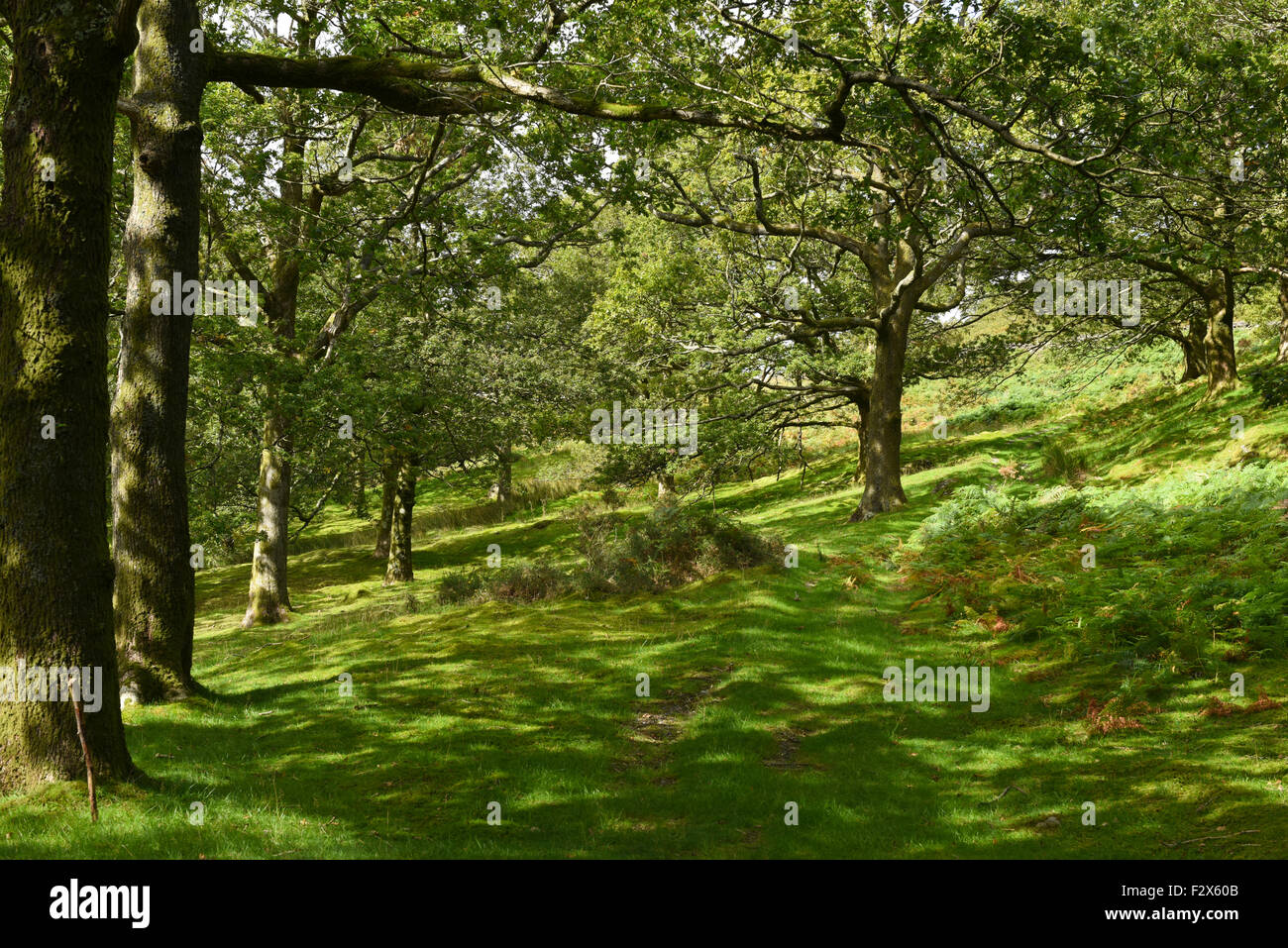 Eine gefleckte Sonnenbahn durch den englischen Wald an einem schönen Sommertag Englisch. Stockfoto