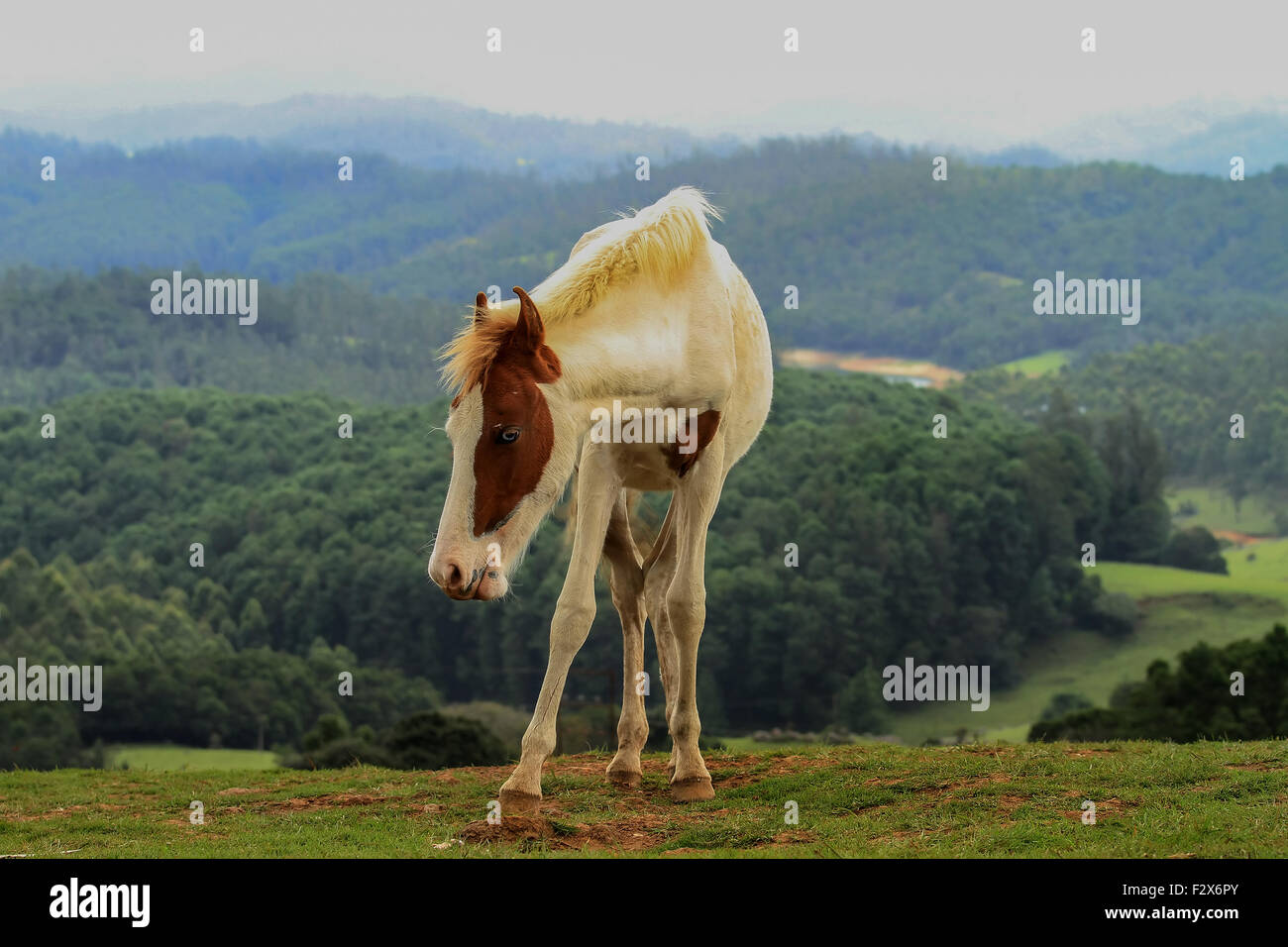 weiße und braune Pferd am grünen Berg Stockfoto