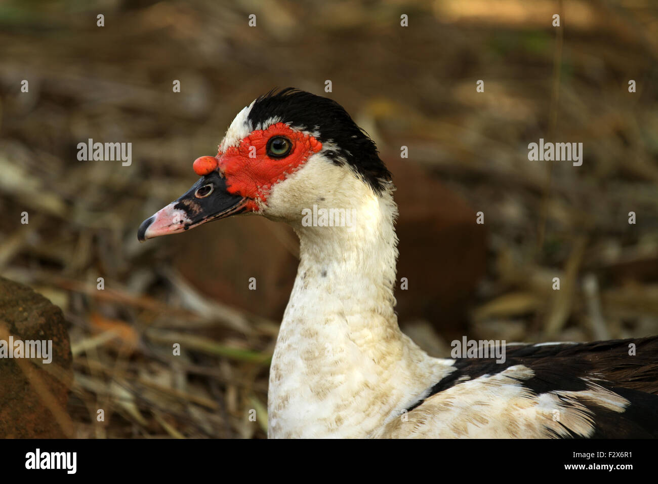Eine inländische Muscovy Ente mit rotem Gesicht Stockfoto