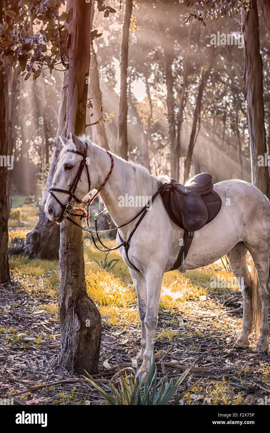 Pferd am Stamm des Baumes im Wald gebunden Stockfoto