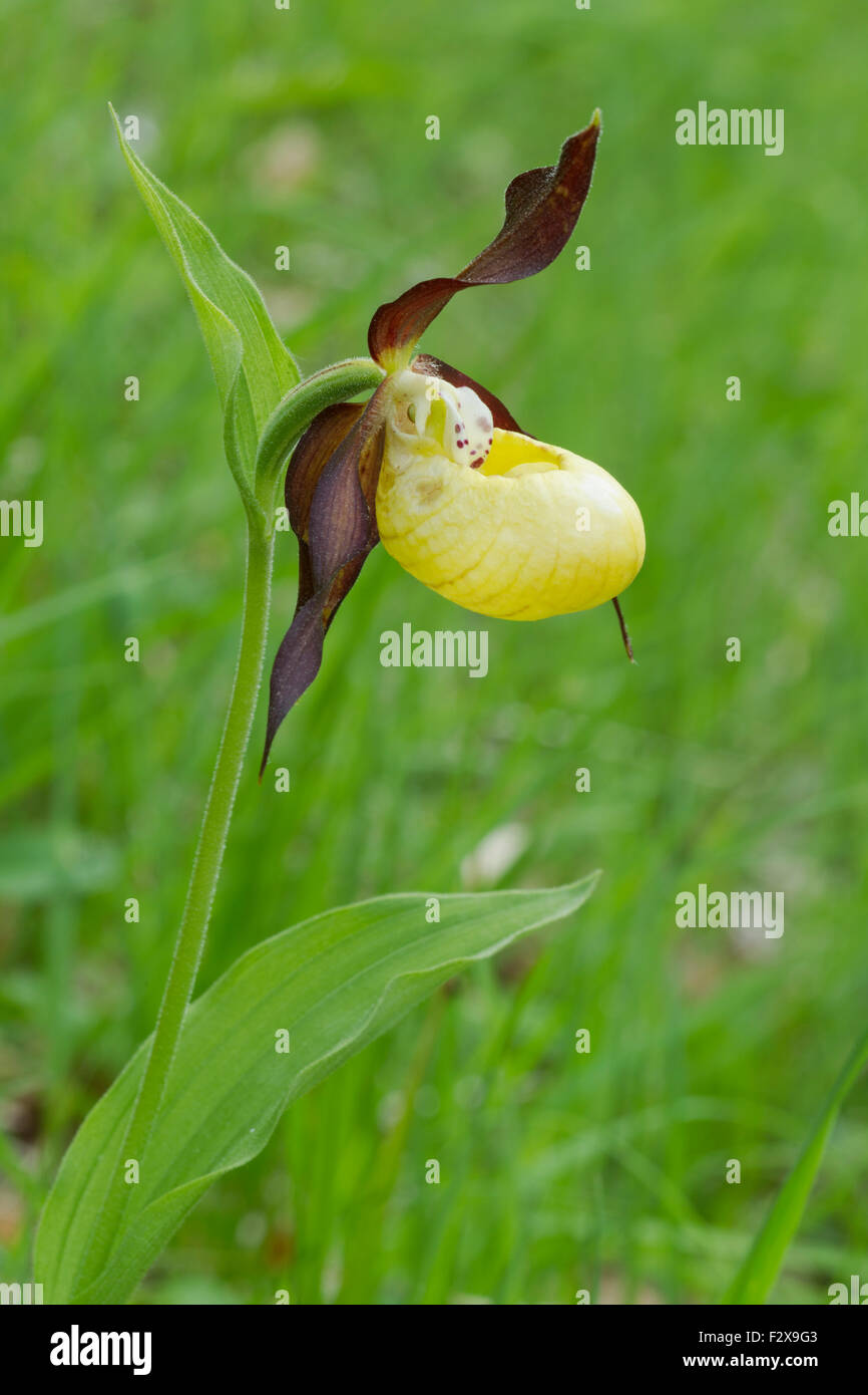 Frauenschuh Orchidee, lateinischen Namen Cypripedium Calceolus, gelb Stockfoto