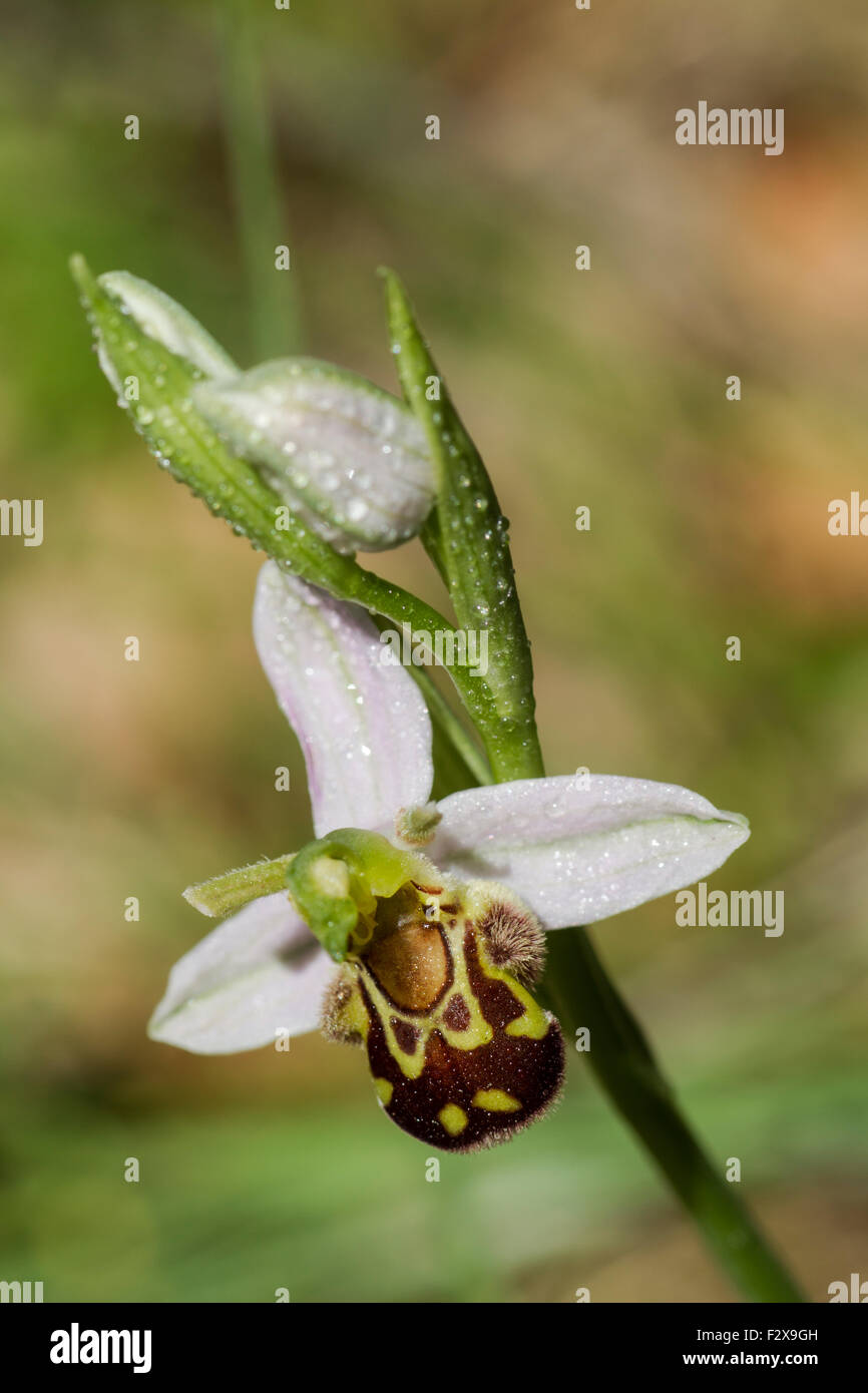 Biene Orchidee, lateinischen Namen Ophrys Apifera bedeckt in Wassertröpfchen Stockfoto