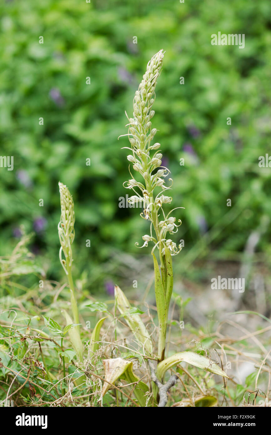 Eidechse Zunge Orchidee, lateinischer Name Himantoglossum hircinum Stockfoto