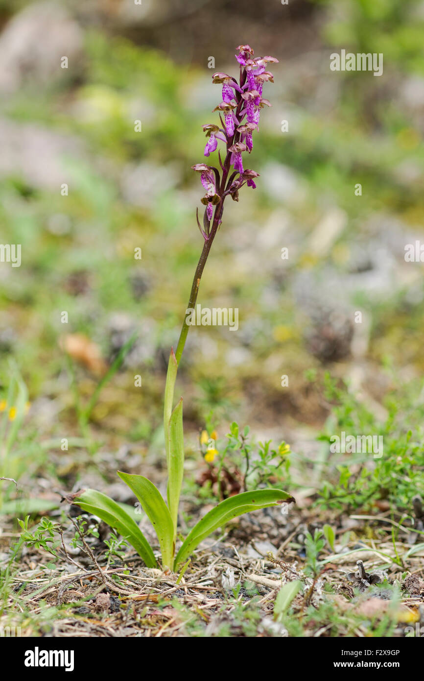 Spitzel der Orchidee, lateinischer Name Orchis spitzelii Stockfoto