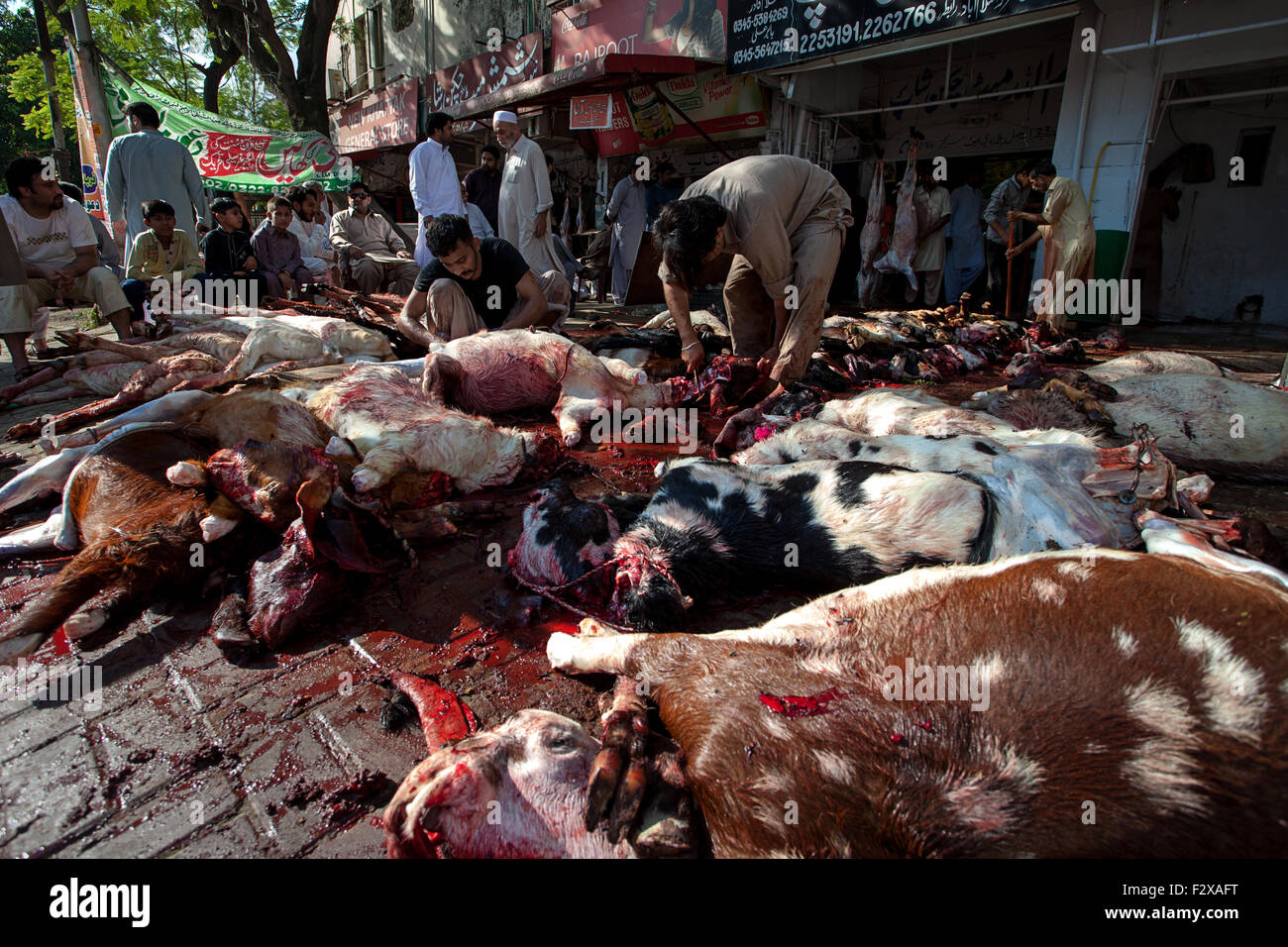 Islamabad, Pakistan. 25. September 2015. Muslime Opfern Tiere am Vorabend des Eid-Ul-Azha inmitten der pakistanischen Hauptstadt Islamabad. Bildnachweis: Awais Yaqub/Alamy Live-Nachrichten Stockfoto