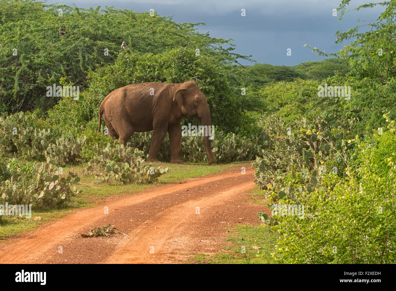 Elefant im Bundala Nationalpark, Sri Lanka Stockfoto