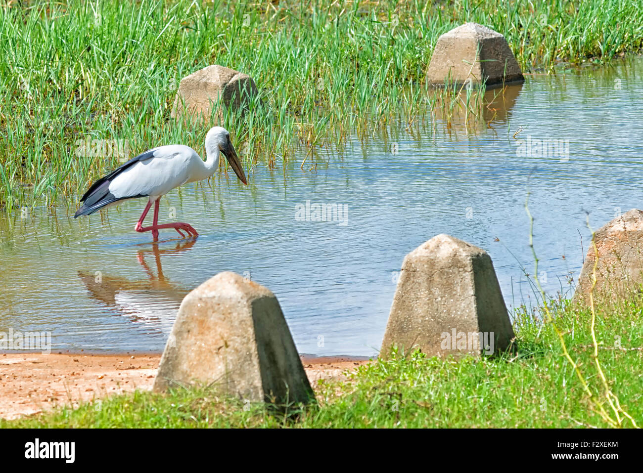 Storch Vogel am Bundala Nationalpark, Sri Lanka Stockfoto