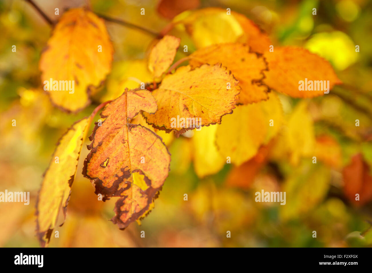 Herbstlaub, sehr flachen Fokus Stockfoto