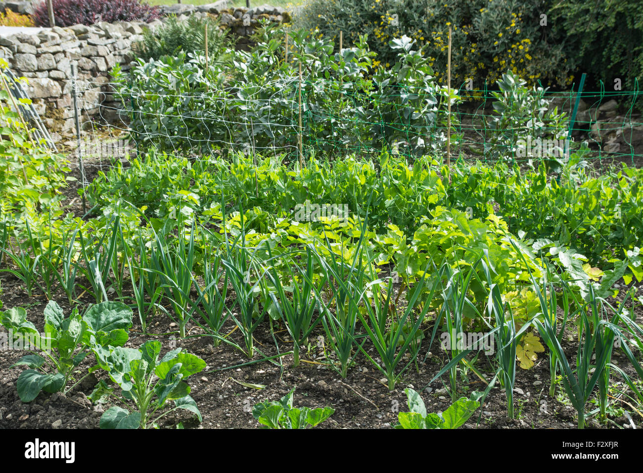 Ein Gemüsegarten Stockfoto