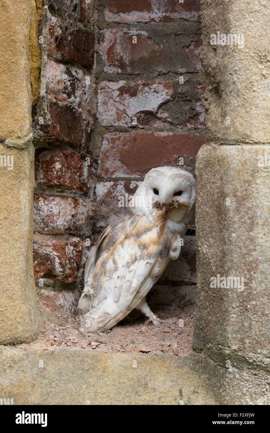 Schleiereule auf Mauer - Tyto alba Stockfoto