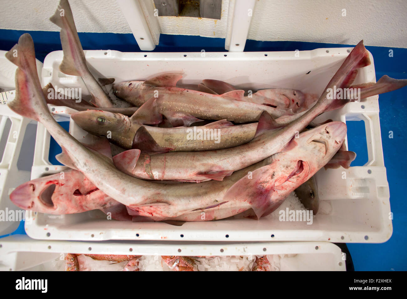 Niederländische Fischereifahrzeug Angeln an der Nordsee für Seezunge und Scholle Stockfoto