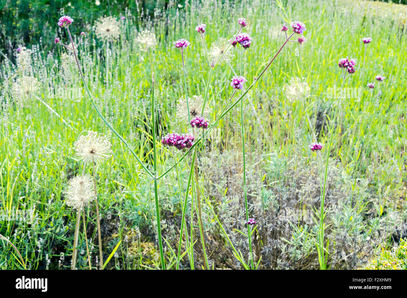 Garten Blumenbeet mit Allium Samenköpfe und Eisenkraut Blumen Stockfoto