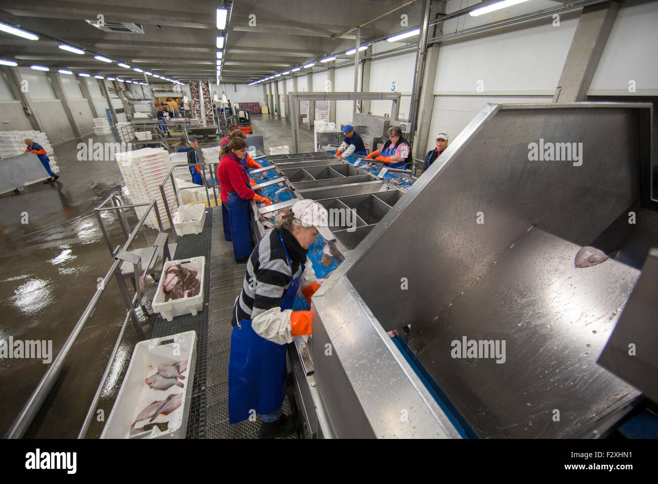 Fischverarbeitung in der niederländischen Fischauktion in Den Helder Stockfoto
