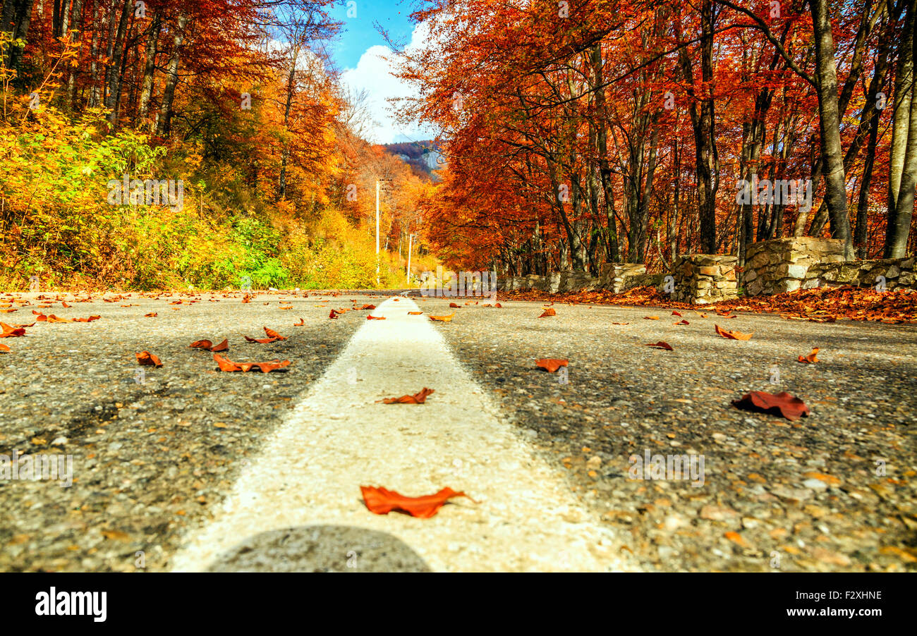 Straße in Buche Herbstlandschaft in Siebenbürgen-Rumänien Stockfoto