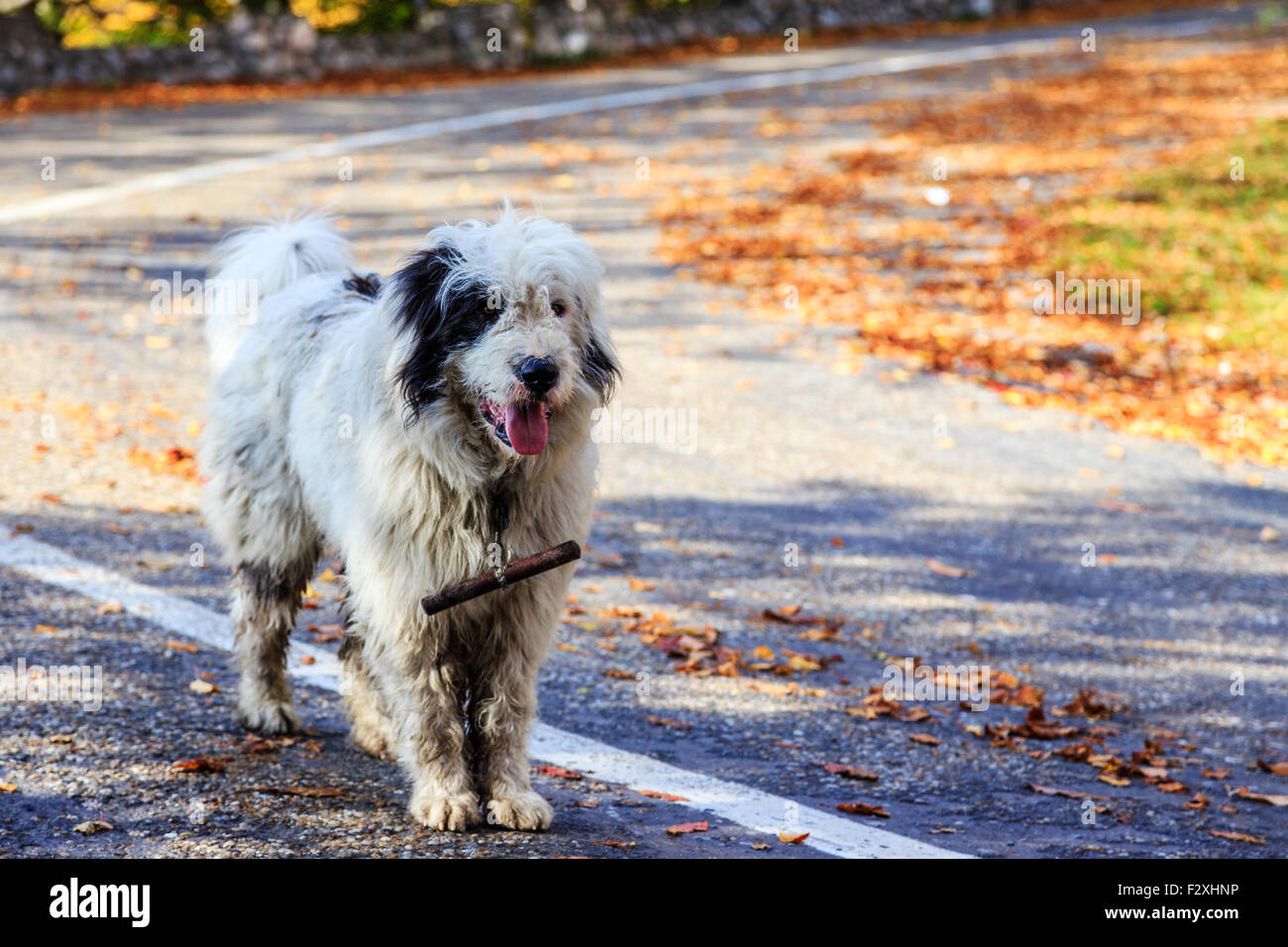Hunde bewachen die Schafe auf dem Berg Weide-Siebenbürgen, Rumänien Stockfoto