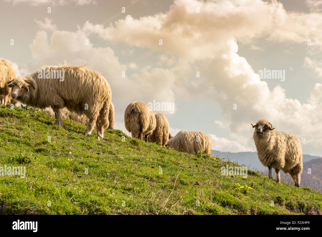 Tiere auf dem Bauernhof: Schafe grasen auf einer schönen grünen Weide Stockfoto